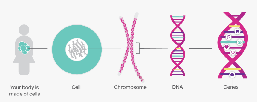 Genes Png, Transparent Png, Free Download