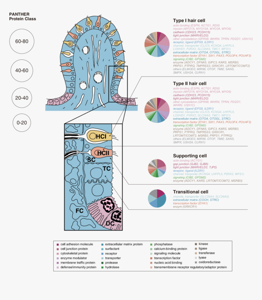 Genes Png, Transparent Png, Free Download