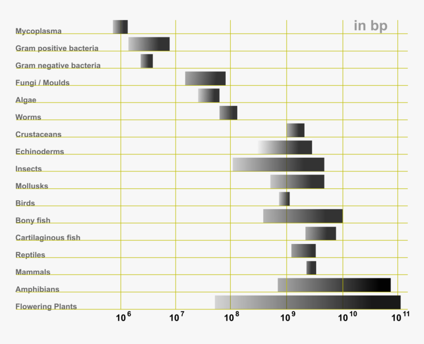 Genes Png, Transparent Png, Free Download