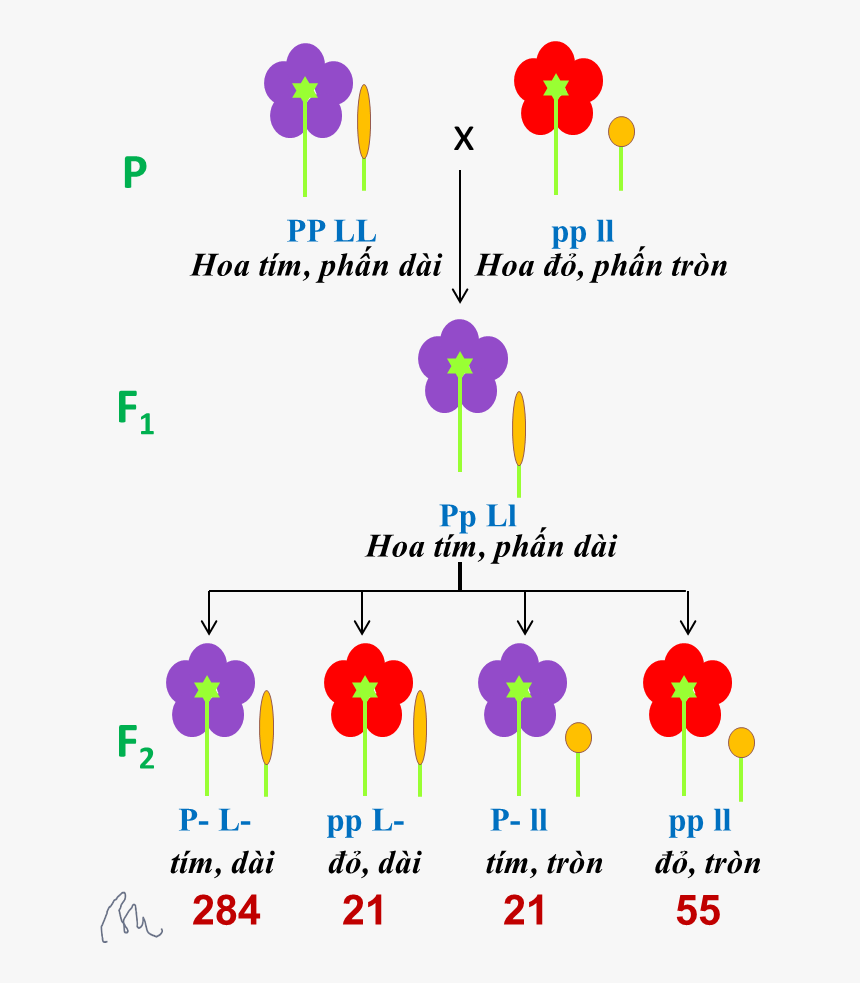 Linked Genes, HD Png Download, Free Download