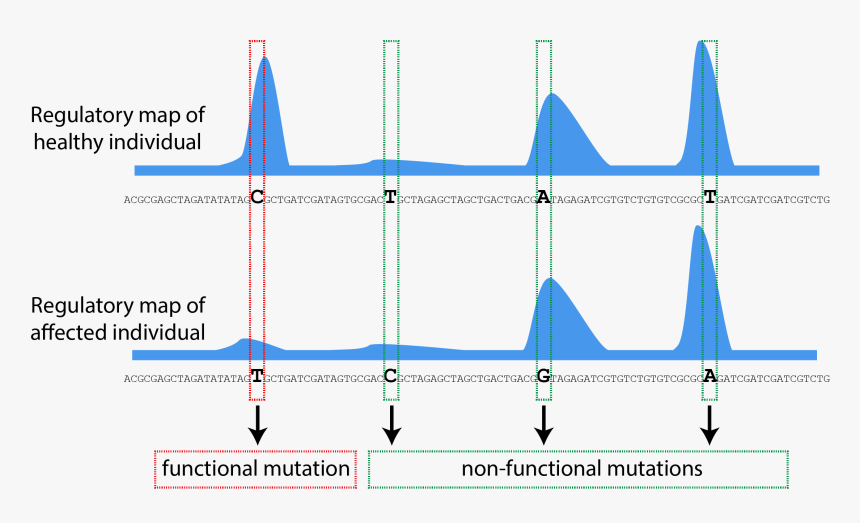 Genes Png, Transparent Png, Free Download