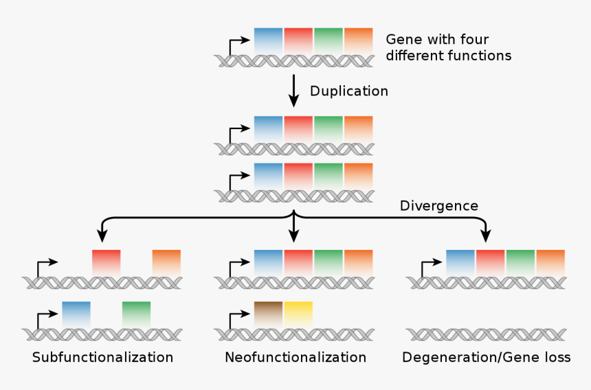 Genes Png, Transparent Png, Free Download