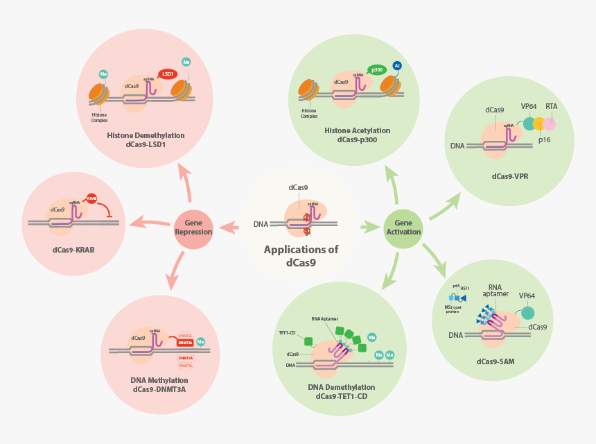 Genes Png, Transparent Png, Free Download