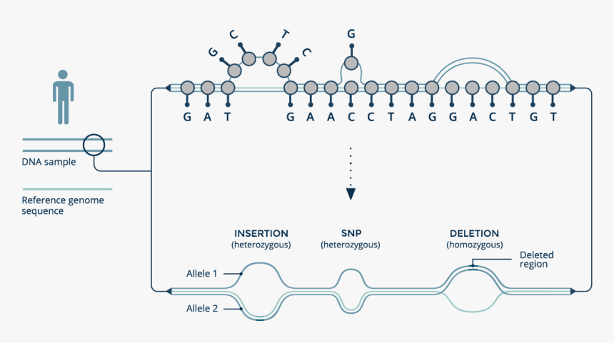 Genes Png, Transparent Png, Free Download