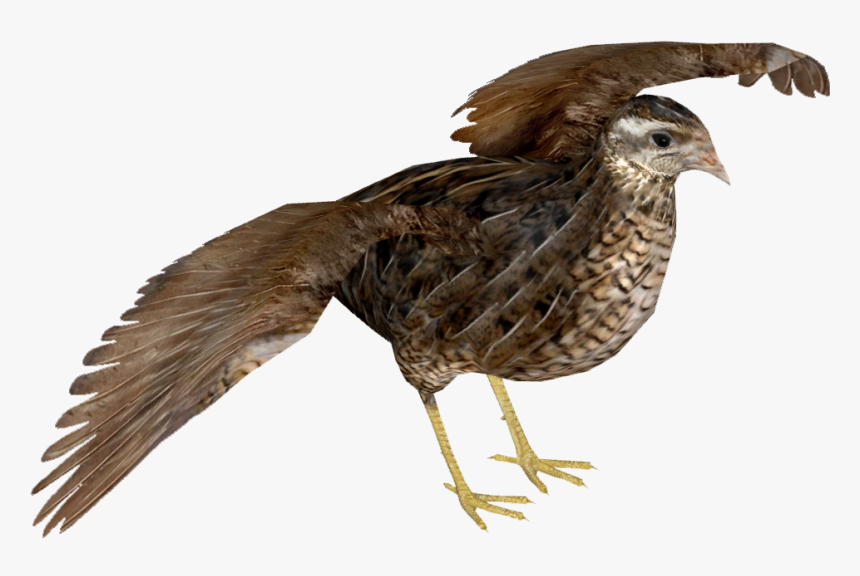 King Quail F, HD Png Download, Free Download