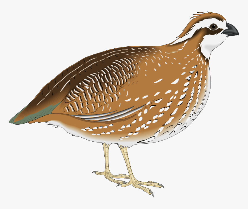 Kaadai Bird Png, Transparent Png, Free Download