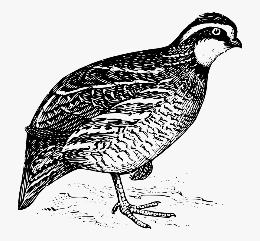 Bird, Quail, Avian, Wildlife, Fauna, HD Png Download, Free Download