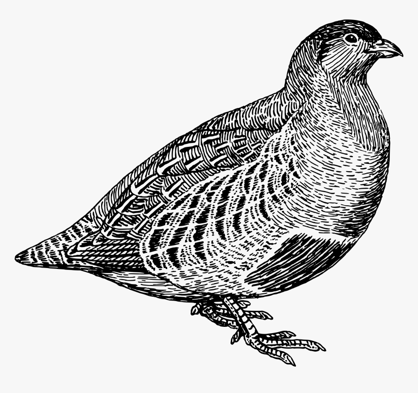 Quail Clipart Quial, HD Png Download, Free Download