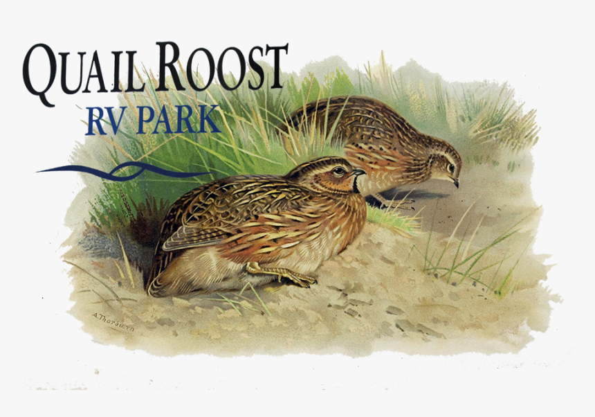 Quail Roost Rv Park, HD Png Download, Free Download