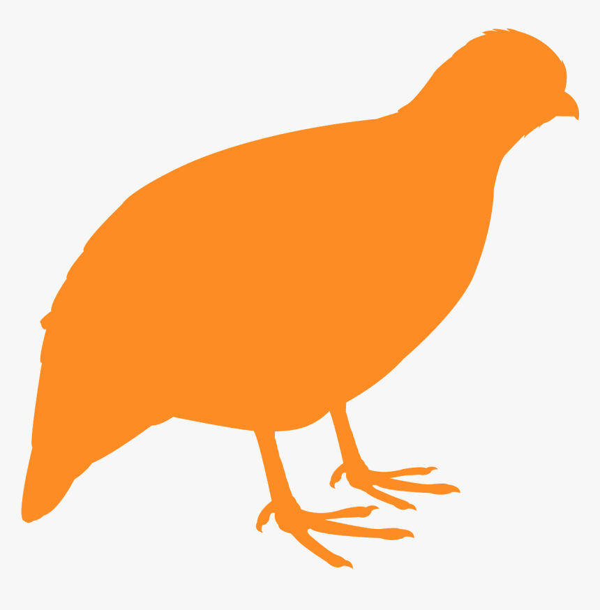 Quail Png, Transparent Png, Free Download