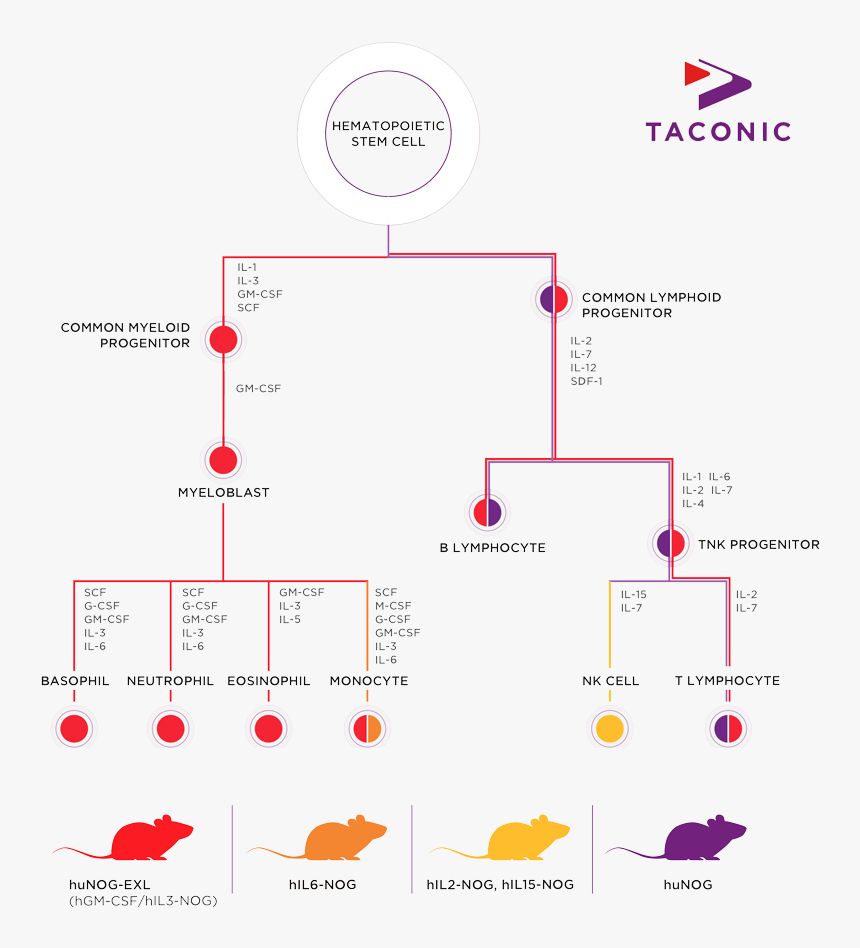 Taconic Biosciences Hematopoiesis Infographic, HD Png Download, Free Download