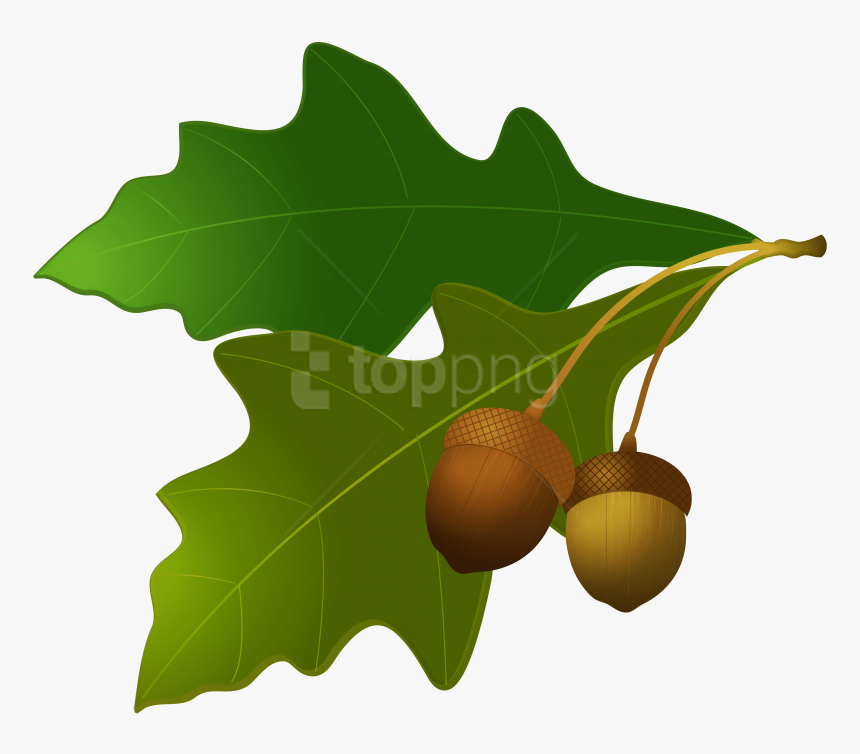 Oak Tree And Acorn Clipart, HD Png Download, Free Download