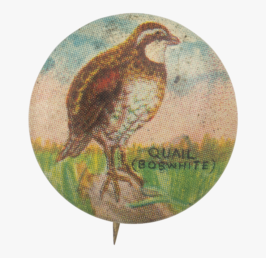 Quail Art Button Museum, HD Png Download, Free Download