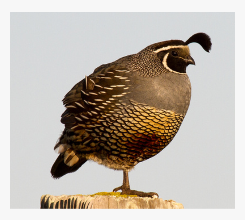 Quail Png, Transparent Png, Free Download