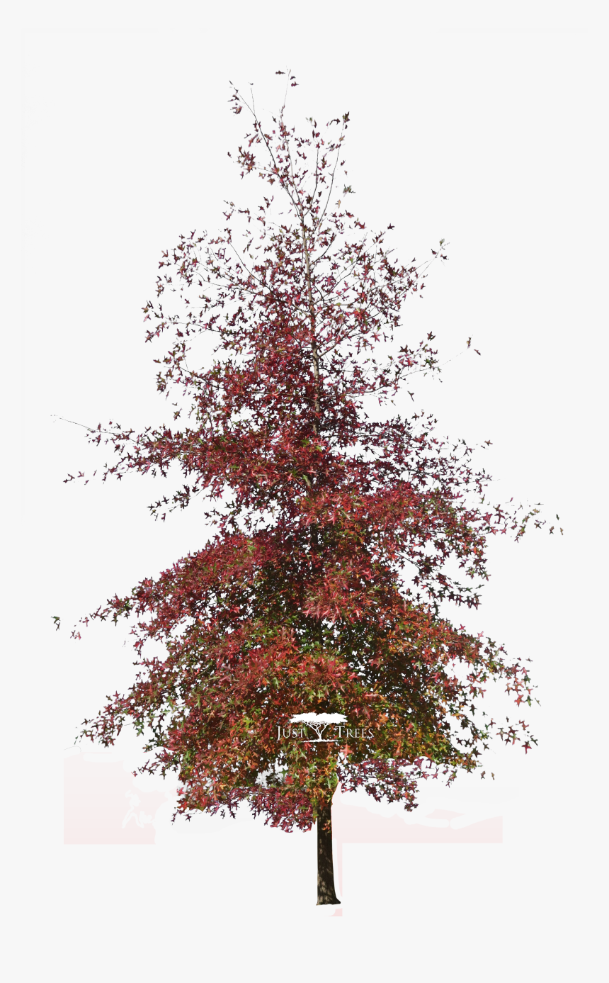 Oak Png, Transparent Png, Free Download