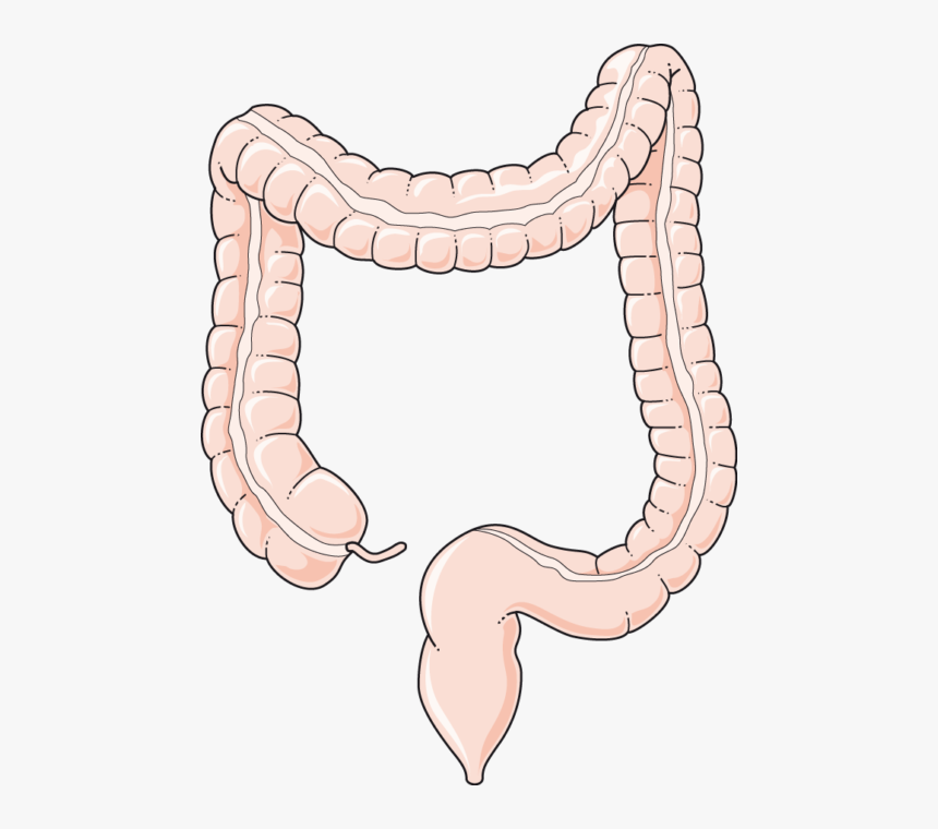 Colon Png, Transparent Png, Free Download