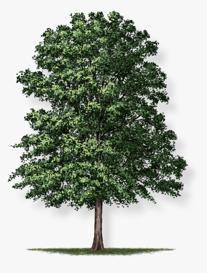 Oak Png, Transparent Png, Free Download