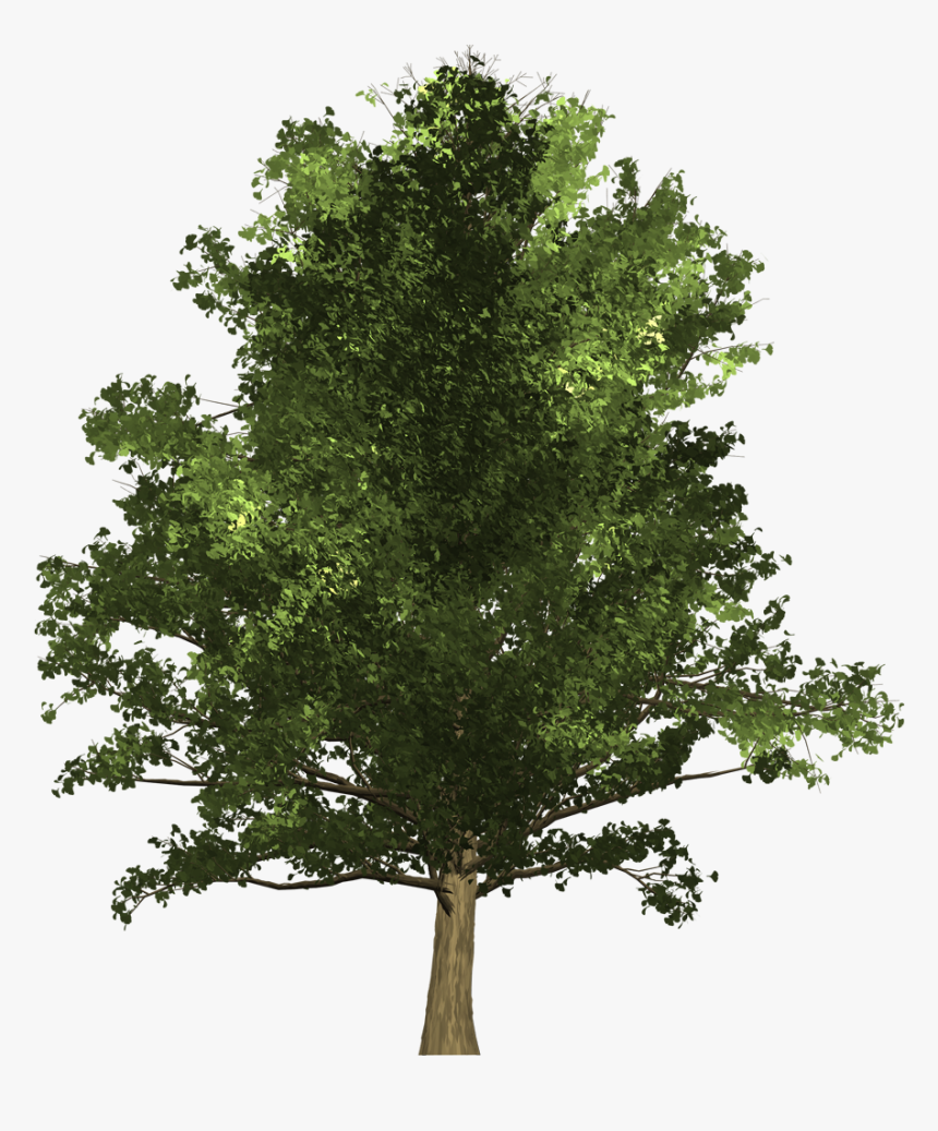 Oak , Png Download, Transparent Png, Free Download