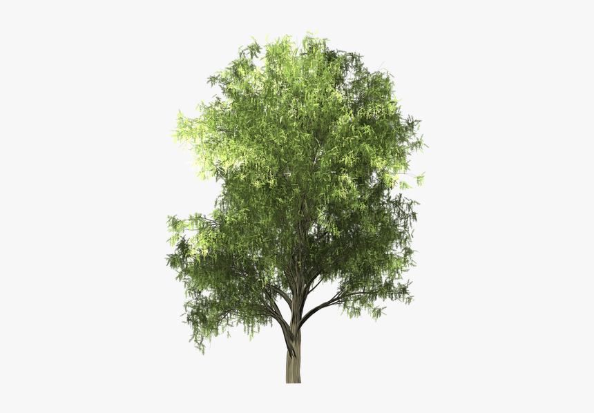 Oak, HD Png Download, Free Download