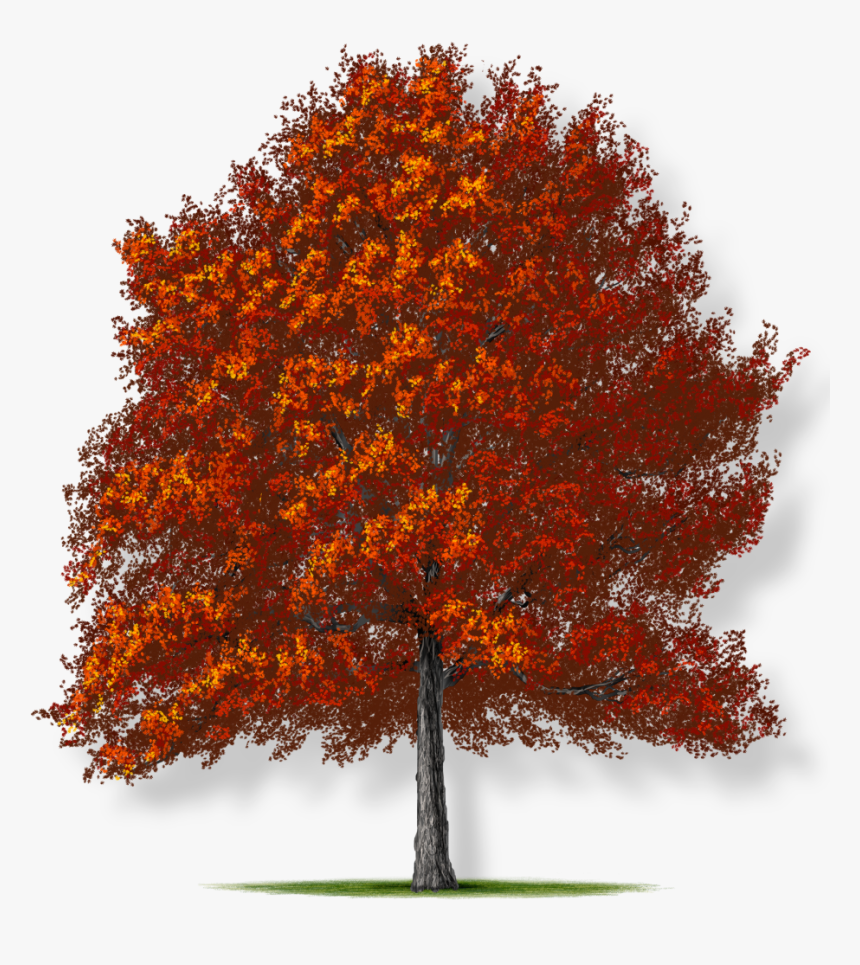 Oak Png, Transparent Png, Free Download