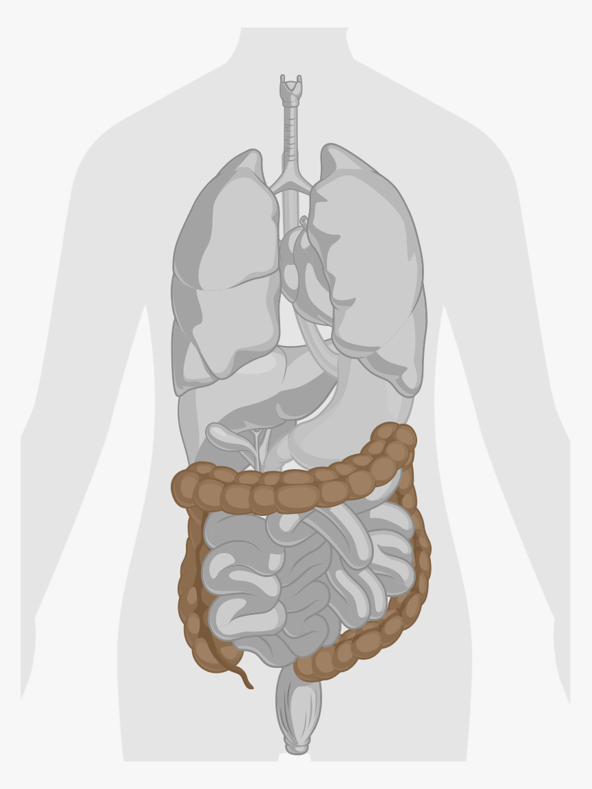 Colon Png, Transparent Png, Free Download