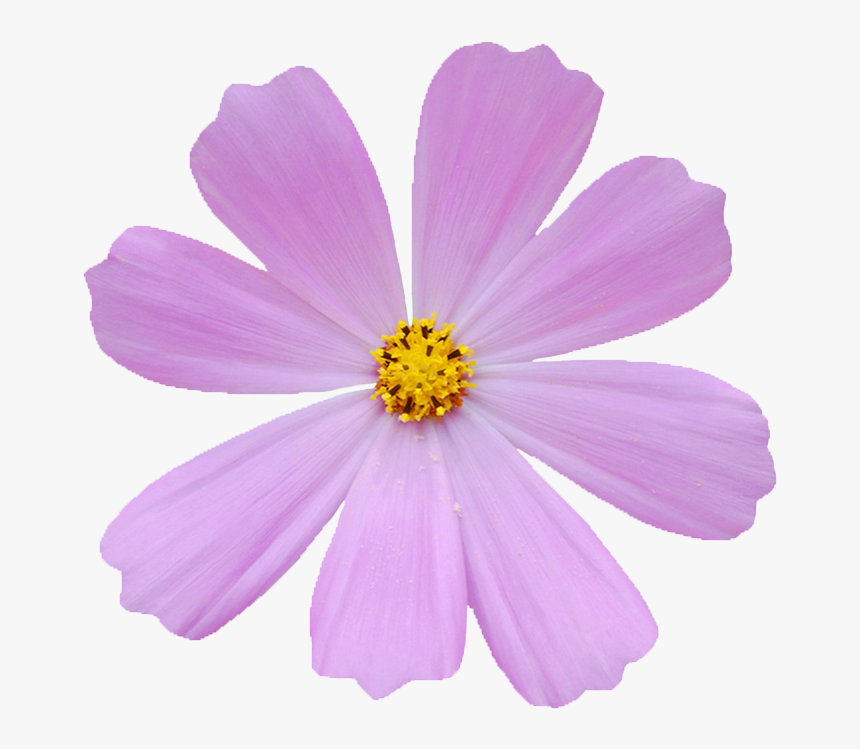 Pink Cosmos Flower, HD Png Download, Free Download