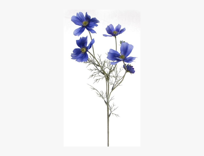 Cosmos Png, Transparent Png, Free Download