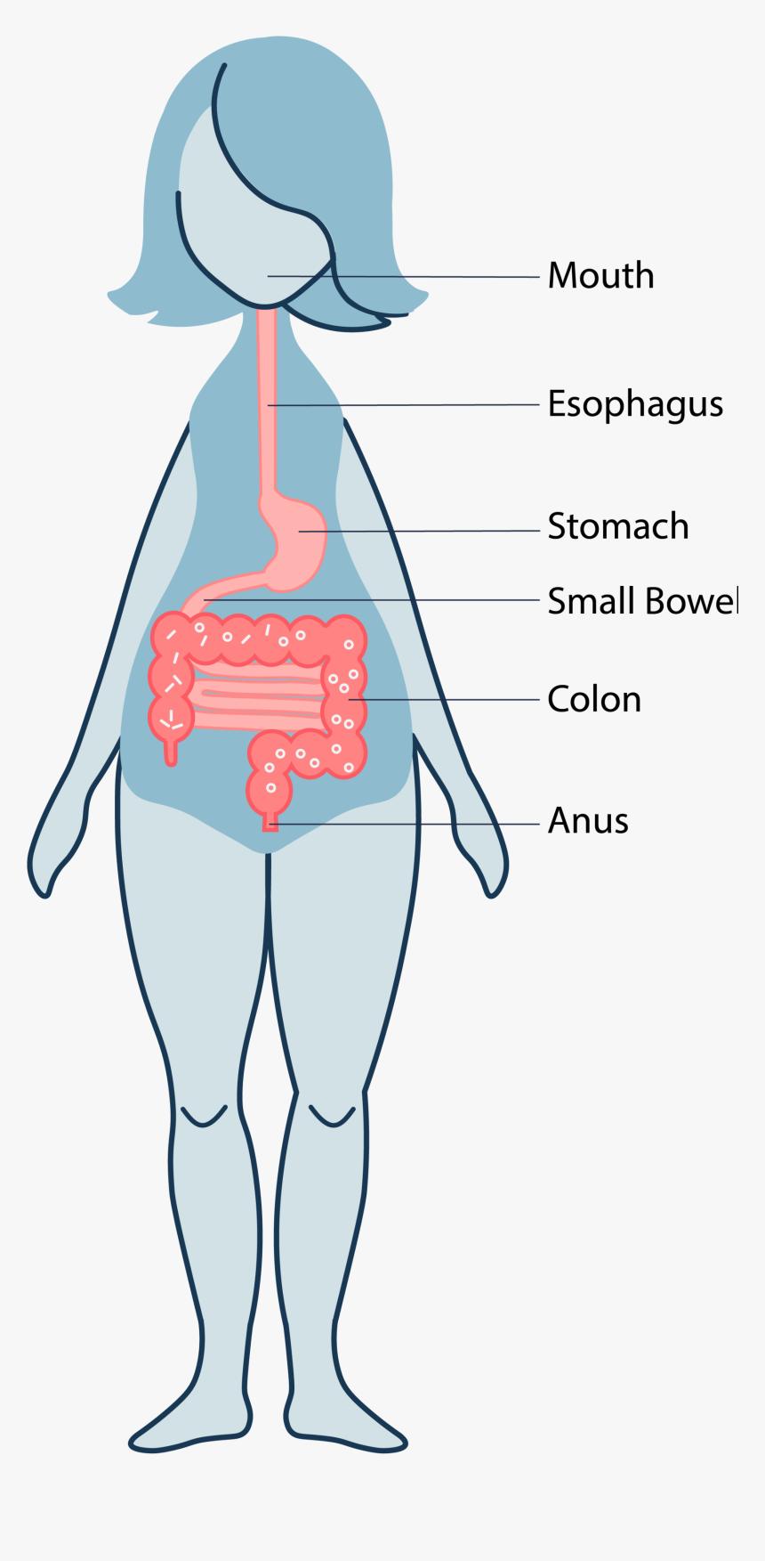 Colon Png, Transparent Png, Free Download