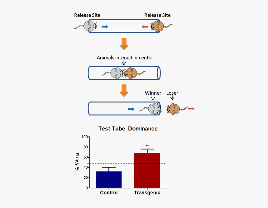 Test Tubes Png, Transparent Png, Free Download