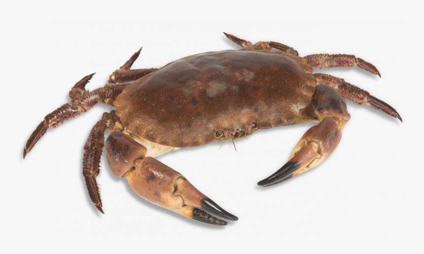 Noordzee Krab, HD Png Download, Free Download