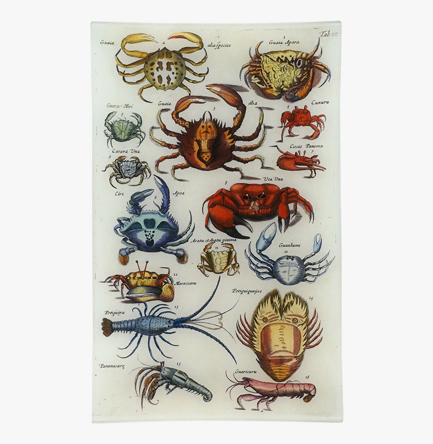 Crabs Png, Transparent Png, Free Download