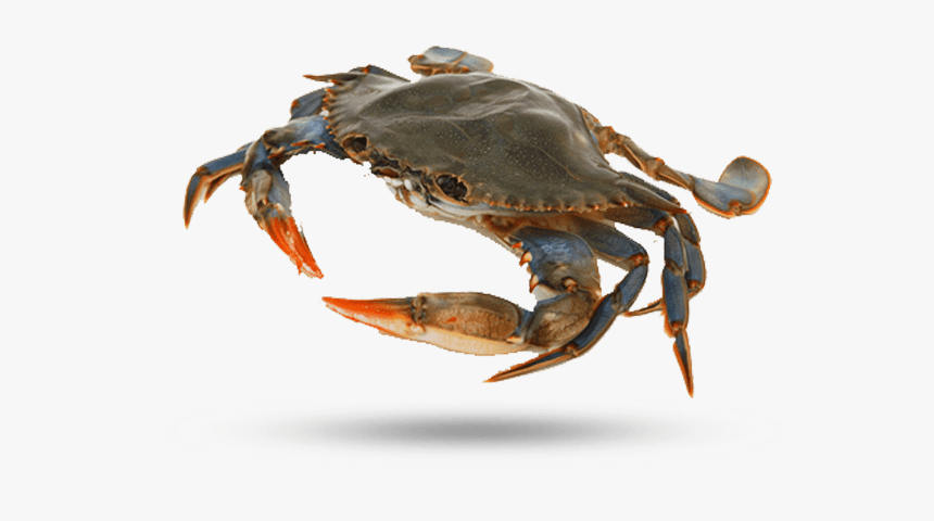 Blue Crab, HD Png Download, Free Download