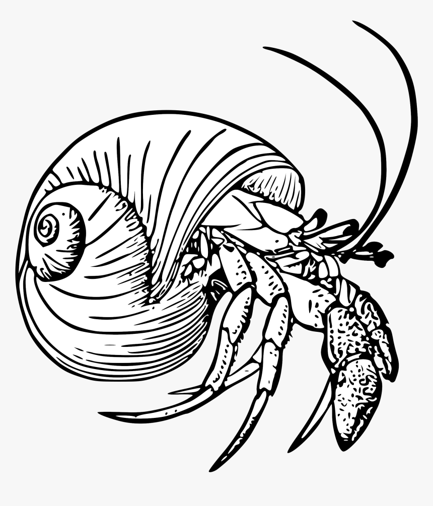 Graphic Black And White Stock Drawing Crabs Hermit, HD Png Download, Free Download