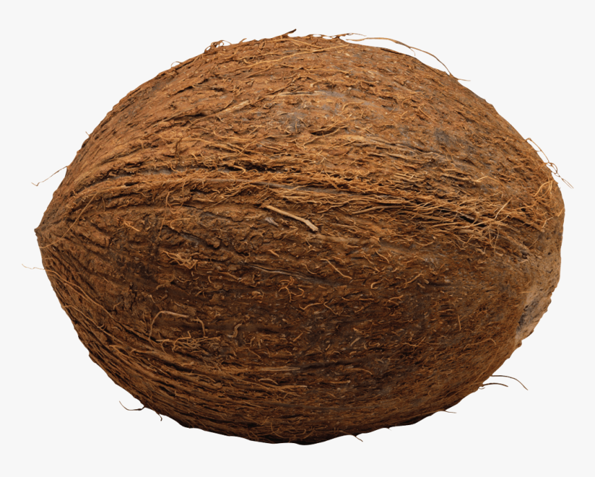 Coconut Single, HD Png Download, Free Download
