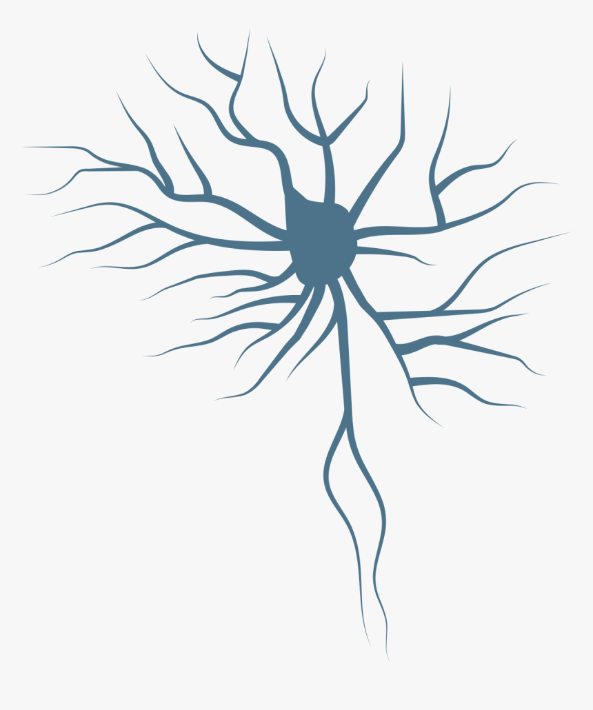 Clinical Neuroscience Major, HD Png Download, Free Download