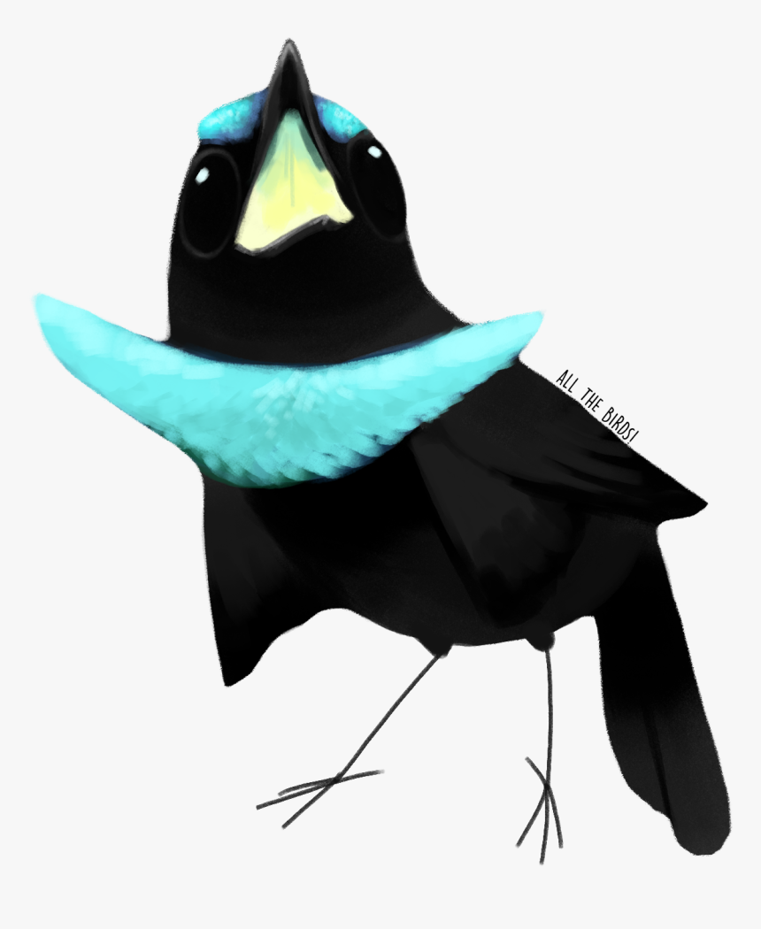 Bird Of Paradise Png, Transparent Png, Free Download