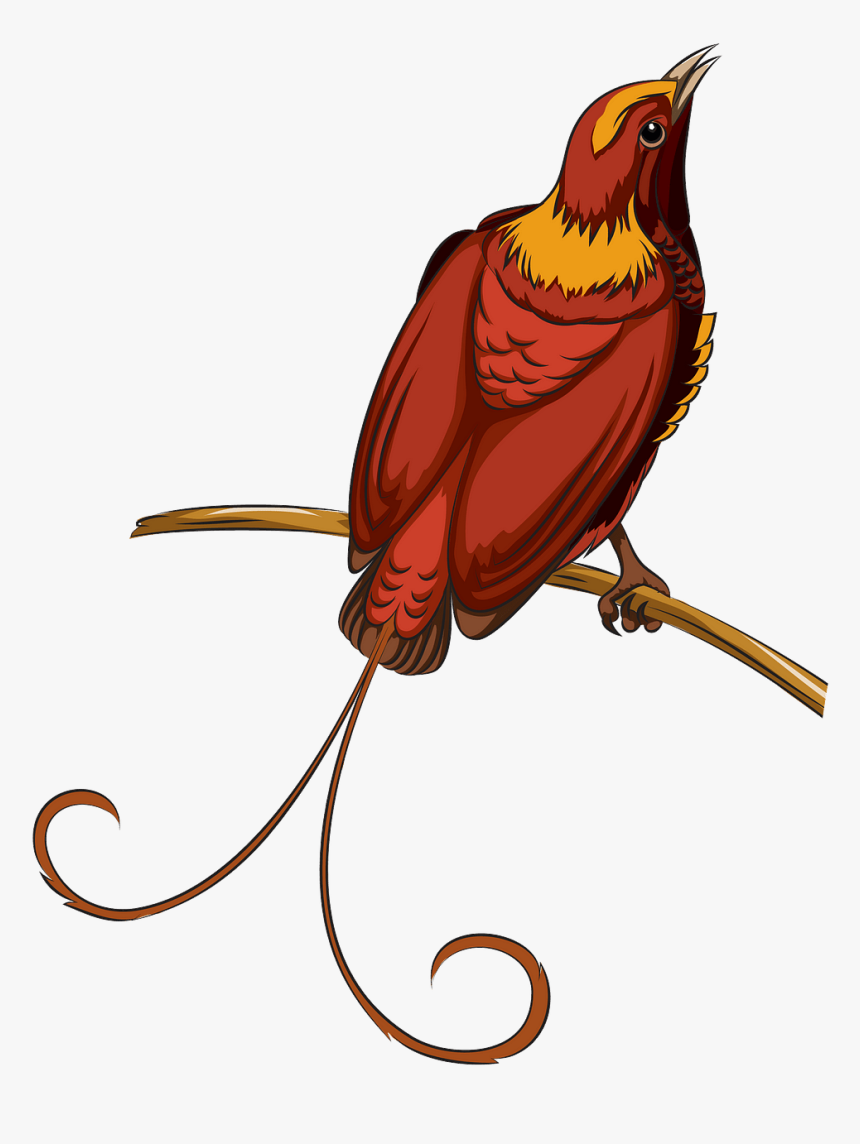 Bird Of Paradise Png, Transparent Png, Free Download