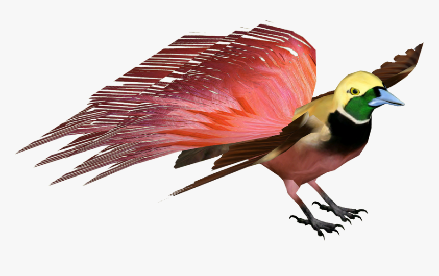 Bird Of Paradise Png, Transparent Png, Free Download