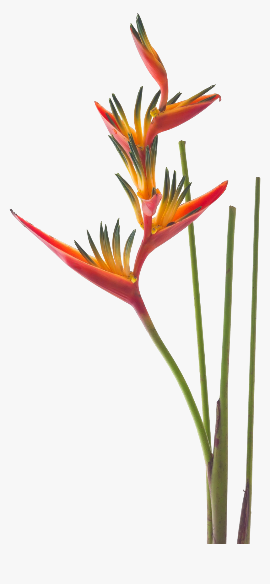 Bird Of Paradise Clipart, HD Png Download, Free Download