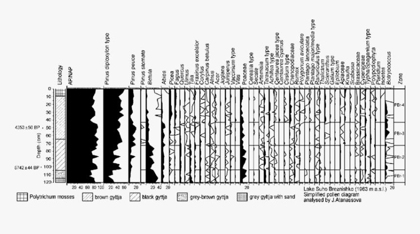 Simplified Percentage Pollen Diagram Of Lake Suho Breznishko, HD Png Download, Free Download
