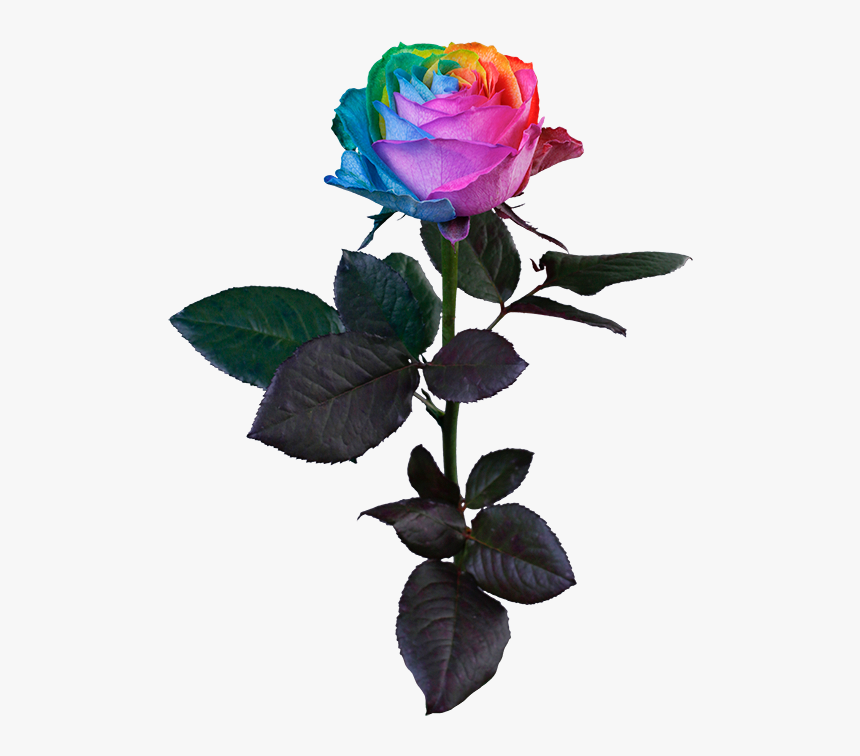 Rainbow Rose, HD Png Download, Free Download