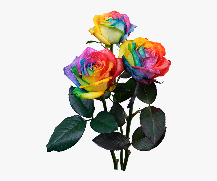 Rainbow Rose, HD Png Download, Free Download