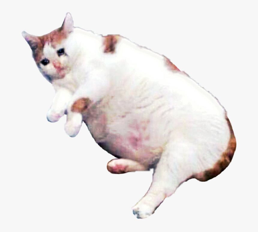 Sad Cat Png, Transparent Png, Free Download