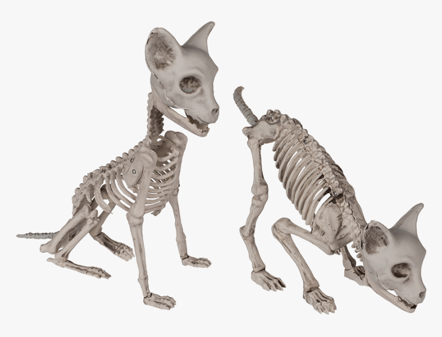 Halloween Skeleton Png, Transparent Png, Free Download