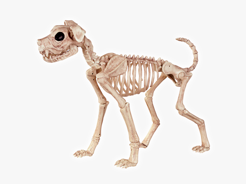 Crazy Bonez Skeleton Dog, HD Png Download, Free Download