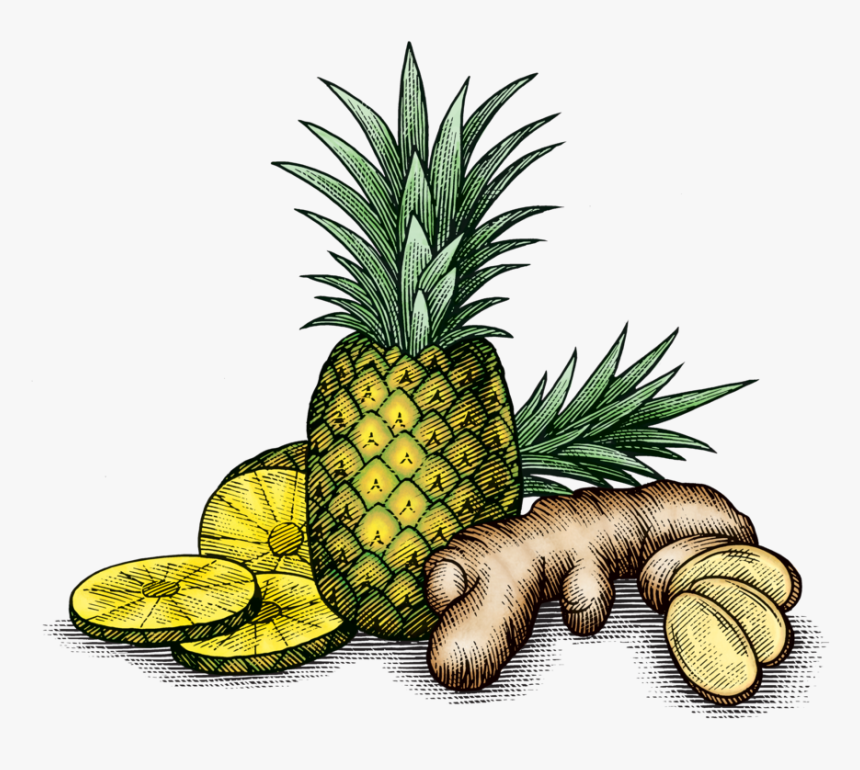 Pinagingerroot, HD Png Download, Free Download