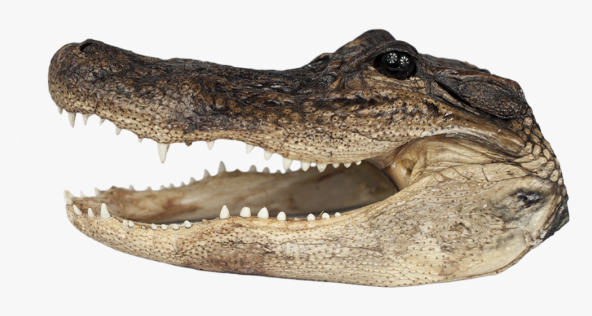 Alligator Head Png, Transparent Png, Free Download