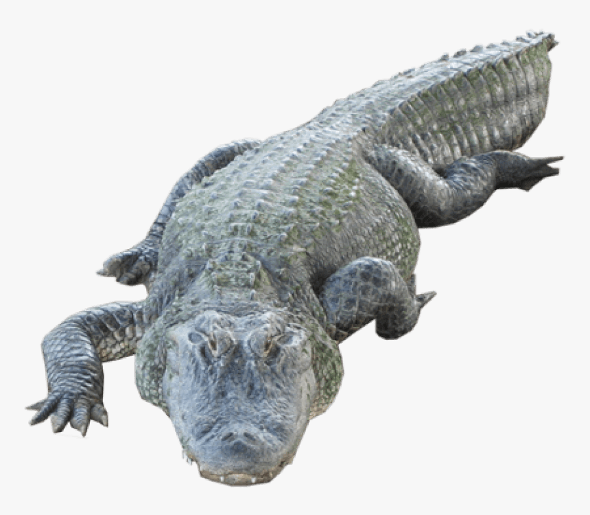 Crocodile Transparent Images, HD Png Download, Free Download