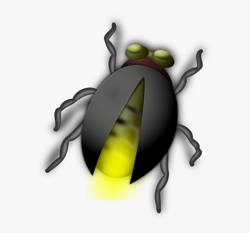 Glow Worm, Glowworm, Bug, Firefly, Insect, Light, HD Png Download, Free Download