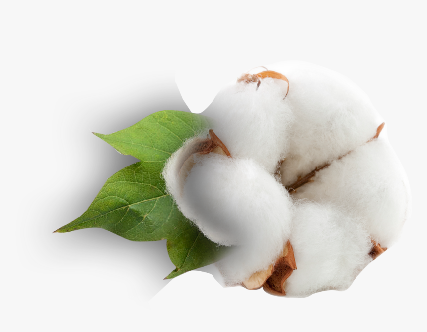 Cotton Plant Png, Transparent Png, Free Download